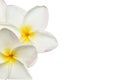 Frangipani flowers on white background