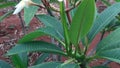 Frangipani flowers are white mixed with yellow when they are in bloom