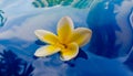 Frangipani flowers are white and slightly yellow floating above the swimming pool Royalty Free Stock Photo