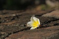 Frangipani flowers in summer Royalty Free Stock Photo