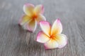 Frangipani flowers on the wood