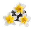 Frangipani on zen pebbles