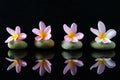 Frangipani flowers on a zen stones with reflection Royalty Free Stock Photo