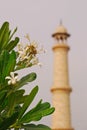 Frangipani in Front of Minaret of Taj Mahal