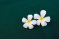 Frangipani on green background Royalty Free Stock Photo