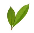Frangipani green leaf isolated on white