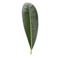 The Frangipani green leave freshness on isolated