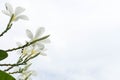 Frangipani green leaves in a beautiful sky.