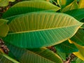 Frangipani green leaves on tree background closeup