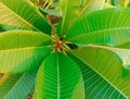 Frangipani green leaves on tree background closeup