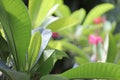 Frangipani green lush leaf under sunlight