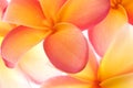 Frangipani high key Royalty Free Stock Photo