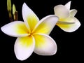 Frangipani (isolated) Royalty Free Stock Photo