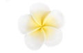 Frangipani Jepun flower isolated on white Royalty Free Stock Photo