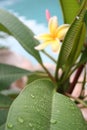 Frangipani Leaf Royalty Free Stock Photo