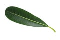 Frangipani leaf Royalty Free Stock Photo