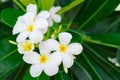 Frangipani with leaf.