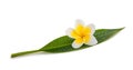 Frangipani leaf with flower Royalty Free Stock Photo