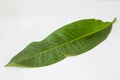 Frangipani leaf Royalty Free Stock Photo