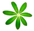Frangipani leaf Royalty Free Stock Photo