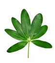 Frangipani leaf Royalty Free Stock Photo