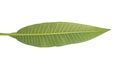 Frangipani leaf isolated Royalty Free Stock Photo