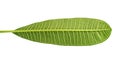 Frangipani leaf isolated Royalty Free Stock Photo