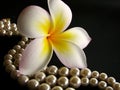 Frangipani with Pearls 3