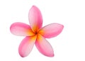 Frangipani or pink plumeria flowers isolated with clipping path.