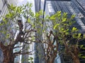 Frangipani plants against sky scraper