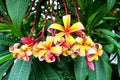 Frangipani or plumaria flower Royalty Free Stock Photo