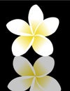 Frangipani (plumeria),