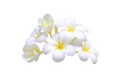 Frangipani - plumeria