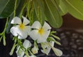 Frangipani on a tree Royalty Free Stock Photo