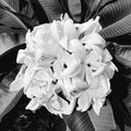 Frangipani or Plumeria bouquet in artistic grey scale on foliage background