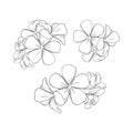 Frangipani or plumeria exotic summer flower. Engraved bunch of frangipani blossoms isolated in white background. Vector Royalty Free Stock Photo