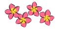 Frangipani or plumeria exotic summer flower. Engraved frangipani isolated in white background. Vector illustration Royalty Free Stock Photo