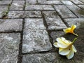 Frangipani (plumeria) flowe Royalty Free Stock Photo