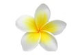 Frangipani(plumeria) flower