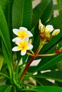 Frangipani plumeria flower blooms closeup Royalty Free Stock Photo