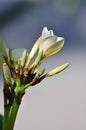 Frangipani (Plumeria) flower buds Royalty Free Stock Photo