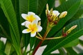 Frangipani (plumeria) flower Royalty Free Stock Photo