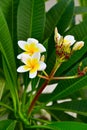 Frangipani (plumeria) flower Royalty Free Stock Photo