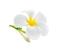 Frangipani, plumeria flower isolated on white background Royalty Free Stock Photo