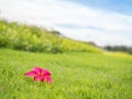 Frangipani or plumeria flower on lawn Royalty Free Stock Photo