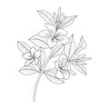 Frangipani, plumeria flower outline, Beautiful botanical leaf of branch illustration, realistic flower pencil drawings,