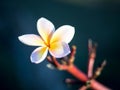 Frangipani/Plumeria flower at Plumeria garden chiang rai.