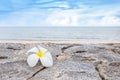 Frangipani or Plumeria flower on the rock wall with the beautiful beach and blue sky background. - Selective focus on a flower. Royalty Free Stock Photo