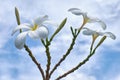Frangipani - plumeria flower
