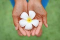 Frangipani or Plumeria flower in woman hands at garden Royalty Free Stock Photo